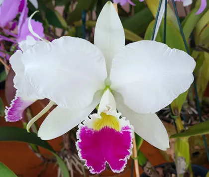 Cattleya warneri semi-alba orlata 'Filha de Fonte Limpa' x 'Lucilio Leite'