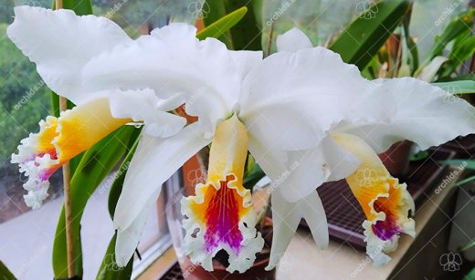 Cattleya Suzanne Hye (gaskelliana semi-alba x mossiaesemi-alba)