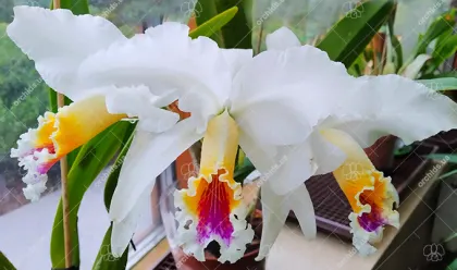 Cattleya Suzanne Hye (gaskelliana semi-alba x mossiaesemi-alba)