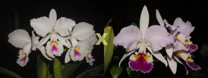 Cattleya labiata semi alba 'Marina' x 'Perola Rubra'