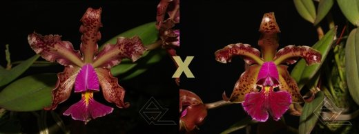 Cattleya schilleriana atro ('Pedreira' x 'Rubi')