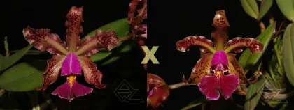 Cattleya schilleriana atro ('Pedreira' x 'Rubi')