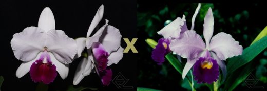 Cattleya trianae semi-alba 'Aconcagua' x vinho