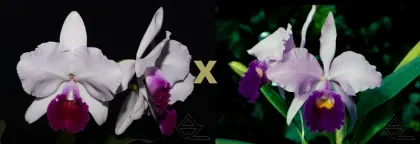 Cattleya trianae semi-alba 'Aconcagua' x vinho