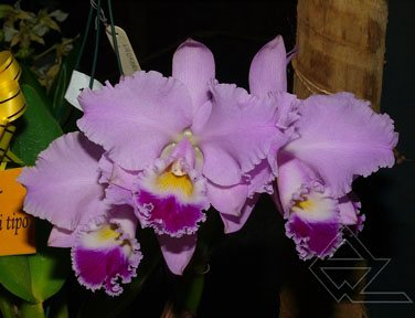 Cattleya warneri (coerulea 'III' x tipo xxx)