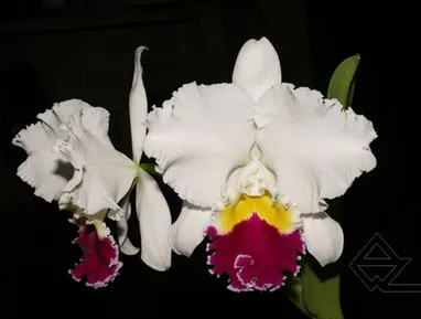 Sophrocattleya William Farrel 'Pastel Parade' x SELF