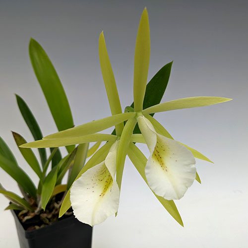 Procatavola Key Lime Stars ‘SVO’ 4n x self (Epc. Lime Sherbet 6475x B. nodosa4045)
