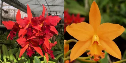 Potinara Sara Wolf (Lc. Spring Fires 'Lenette #3' 6422 x Pot. Love Passion 'Island Romance' 1416)
