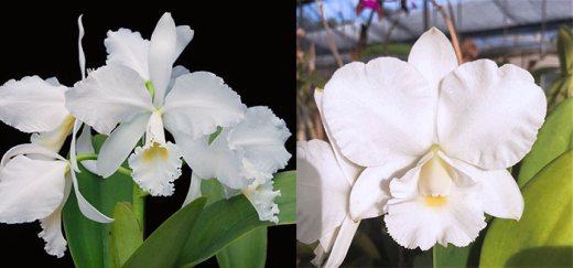 Cattleya warneri alba 'Claire' AM/AOS x Cattleya Victorian Lace 'Diamond Orchids'