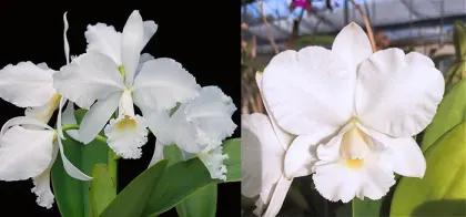 Cattleya warneri alba 'Claire' AM/AOS x Cattleya Victorian Lace 'Diamond Orchids'
