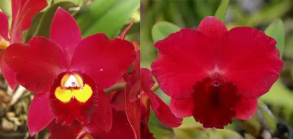 Potinara Hawaiian Prominence 'America' AM/AOS x Potinara Loud Nine 'Unbeatable'