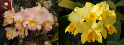 Potinara Forbidden Love (Pot. William Farrell 'Native Son' 3421 x Blc. Love Sound 'Fortissimo' 1135)