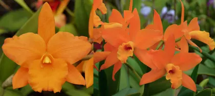 Brassolaeliocattleya Orange Nuggett 'Kadaoka' HCC/AOS 6635 x Brassolaeliocattleya Guess What 'SVO' AM/AOS 1130