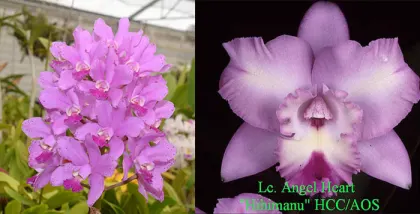 Cattleya Loddiglossa 'Honey Ball' SM/JOGA x Laeliocattleya Angel Heart 'Hihimanu' AM/AOS 1174