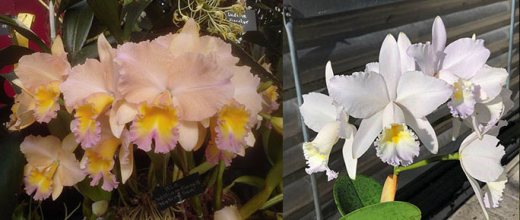 Brassolaeliocattleya William Farrell 'Native Son' x Cattleya Dubiosa 'Scully's' HCC/AOS