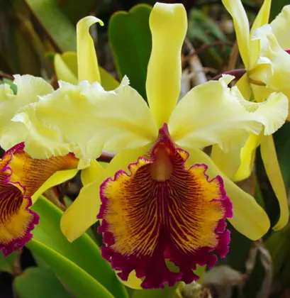 Cattleya dowiana aurea 4n x self