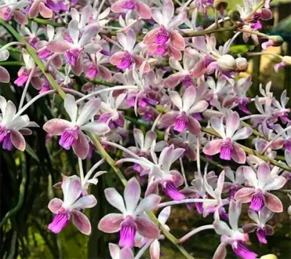 Vanda lamellata x Seidenfadenia mitrata