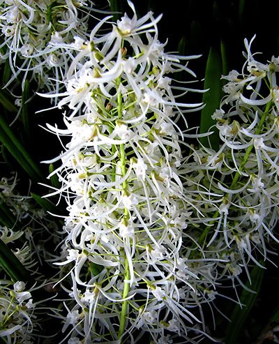 Dockrillia wassellii