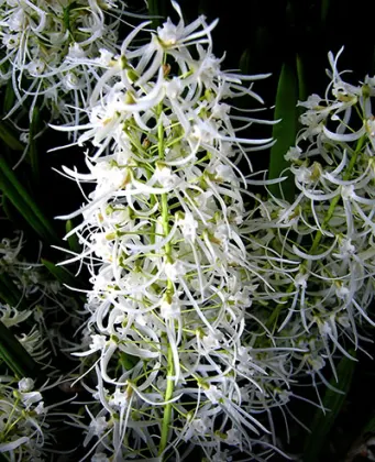 Dockrillia wassellii
