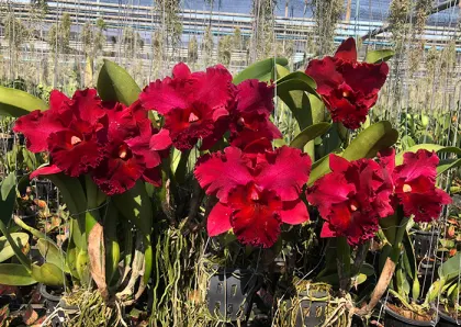 Rhyncholaeliocattleya Nadia Song