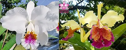 Cattleya Empress Frederik (mossiae semi-alba x dowiana)