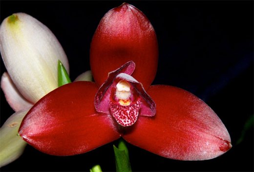 Lycaste Gladys Eljuri Red Spotted H00567