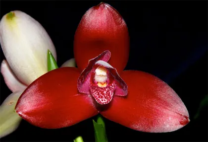 Lycaste Gladys Eljuri Red Spotted H00567