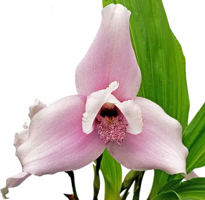 Lycaste Kurama