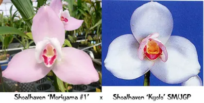 Lycaste Shoalhaven Moriyama x Lycaste Shoalhaven Kyoto