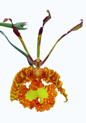 Psychopsis sanderae