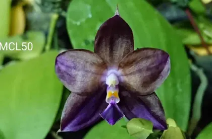 Phalaenopsis Mituo Purple Dragon 'Qilin'