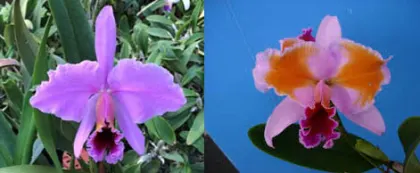 Cattleya percivaliana x sib (tipo 'Hsinying' x perolica 'Hercules')