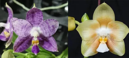 Phalaenopsis Mituo Purple Dragon  x Yungho Gelb Canary 'Sunshine'