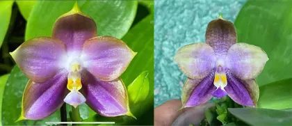 Phalaenopsis Mituo Reflex Dragon 'Blue -2' x Mituo 24 Solar Terms
