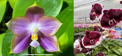 Phalaenopsis Mituo Reflex Dragon 'Blue-2' x Jincheng Big Magic Bean