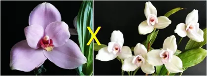 Lycaste (Gayser Gold x Shonan Harmony) x Kiama '#13'