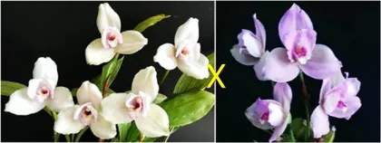 Lycaste Kiama'#13' x (Shonsn Harmany x Aubum)