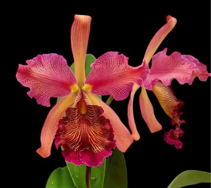 Cattleya dowiana rosita 'Happy Field'