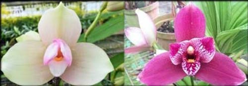 Lycaste Kiama'#11' x ((capicorn x Vulcan) x Angulocaste Paul Gripp))