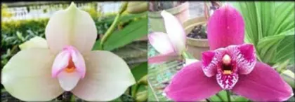 Lycaste Kiama'#11' x ((capicorn x Vulcan) x Angulocaste Paul Gripp))