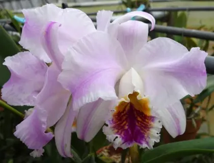 Cattleya mossiae semi-alba flamea 'Estupendo' x self