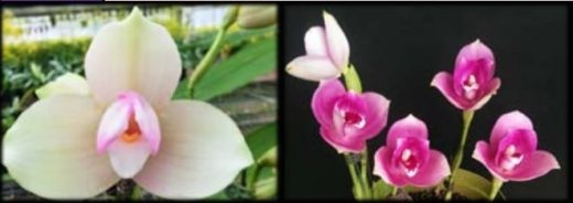 Lycaste Kiama'#11' x (Gayser Gold x Shonan Harmony)