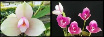 Lycaste Kiama'#11' x (Gayser Gold x Shonan Harmony)