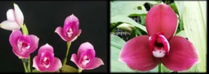 Lycaste (Gayser Gold x Shonan Harmony) x Kiama '#10'