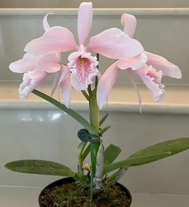 Cattleya maxima carnea 'K.S.' x self