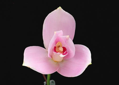 Lycaste (Shoalhaven x Auburn) x Jean Tolliday Kendolie