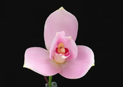 Lycaste (Shoalhaven x Auburn) x Jean Tolliday Kendolie
