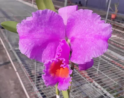 Cattleya schroederae x sib ('4N' x 'Moonlight')