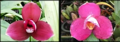 Lycaste Kiama '#10' x (Fire Bird x Gayser Gold)