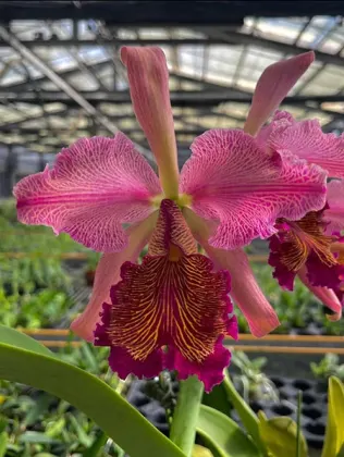 Cattleya dowiana rosita 'K.S.' x self